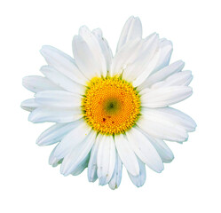 Chamomile flower on a white background.