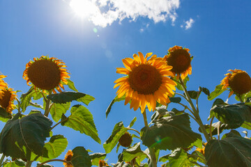Sunflower natural background. Sunflower seeds. Sunflower field, growing sunflower oil beautiful...