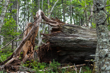 tree roots in the forest