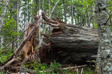 tree roots in the forest