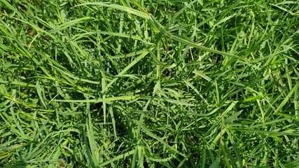 Green grass pattern and texture for background. Close-up image