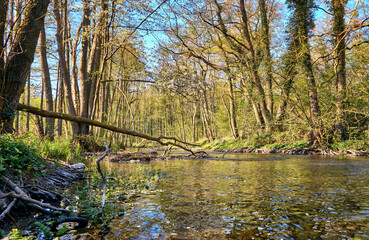 River bed with fallen tree in a river in the forest.