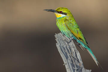 Swallow-tailed Bee-eater
