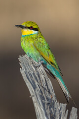 Obraz premium Swallow-tailed Bee-eater