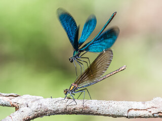Beautiful demoiselle
