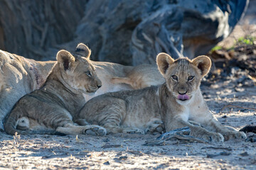 Lion Cubs