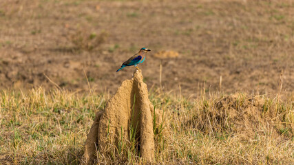 Indian Roller Coracias Benghalensis on Giant Ant Hill 