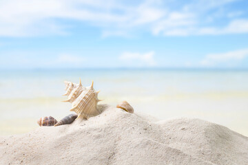 Obraz na płótnie Canvas Shell on the beach