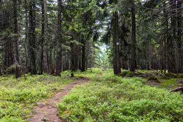 Hiking trail in green summer forest 