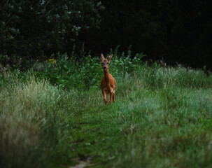 Naklejka na ściany i meble young deer walks on a small trail