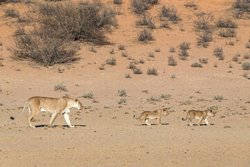 Lioness with Cubs