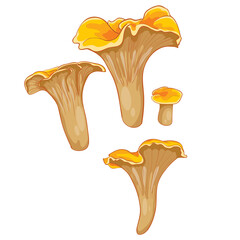 set of chanterelle mushrooms, cartoon illustration, isolated object on white background, vector illustration, © Oxana Kopyrina