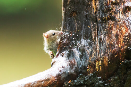 yellow-necked mouse (Apodemus flavicollis) crawls for food on a tree