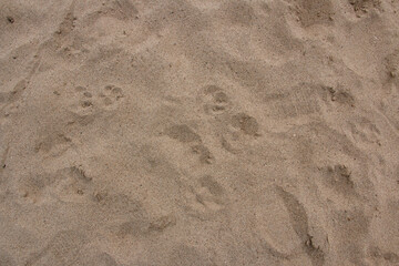 Footprints of a cat and a man in the sand. The texture of the sand.