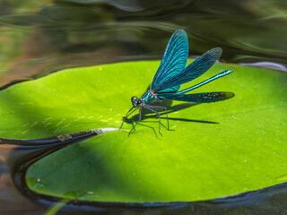 Beautiful demoiselle © hannurama