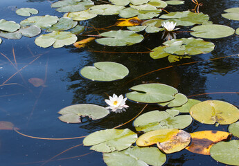 Lily on water and Lotus flowers, green flower leaves Lily on water