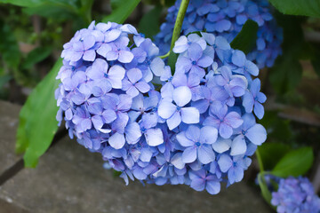 紫陽花の咲く千葉「本土寺」の景色