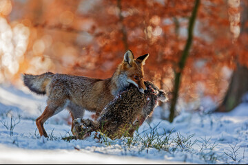 red fox (Vulpes vulpes) has caught a hare in the snow