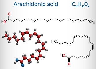 Arachidonic acid, AA, ARA molecule. It is unsaturated omega-6 fatty acid, is precursor in biosynthesis of prostaglandins, thromboxanes, leukotrienes. Structural chemical formula, molecule model © bacsica