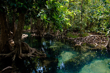 Fototapeta na wymiar National Park in Krabi Province, Thailand with mangrove forests