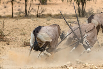 Oryx Dual