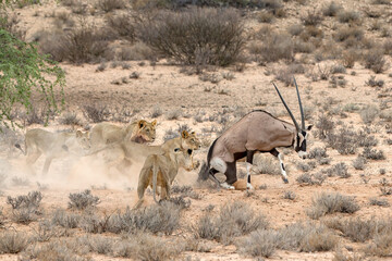 Lions hunting Oryx