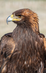Fototapeta premium Steinadler (Aquila chrysaetos) in Kirgistan