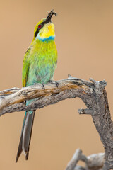 Swallow-tailed Bee-eater