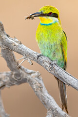 Swallow-tailed Bee-eater