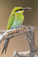 Swallow-tailed Bee-eater