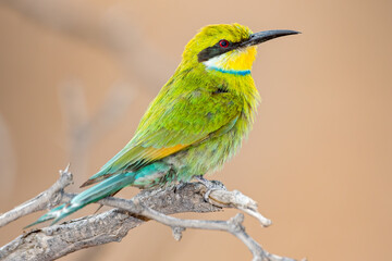 Swallow-tailed Bee-eater