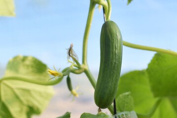 green cucumber on a plant