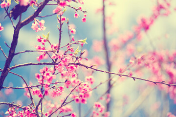 pink cherry blossom in spring