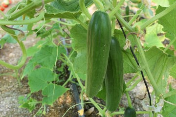 cucumbers in the garden