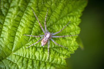 Naklejka premium Araignée sur une feuille d'ortie.