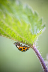 Coccinelle sous une feuille d'orties