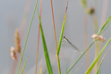 Gemeine Binsenjungfer
