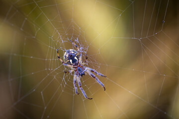 Araignée sur sa toile.