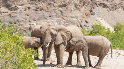 Fototapeta premium Elefanten im Etosha National Park Namibia Südafrika