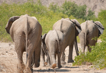 Fototapeta na wymiar Elefanten im Etosha National Park Namibia Südafrika