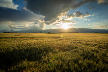 Coucher de soleil sur l'orge.