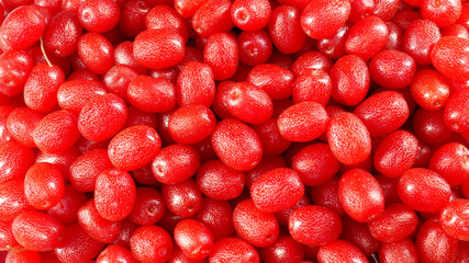 Background of many bright red berries of Elaeagnus multiflora, otherwise called silver cherry