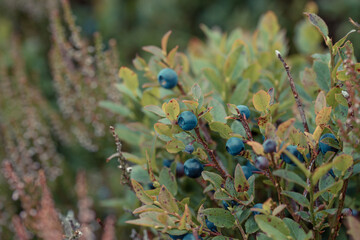 Wild Irish blueberries
