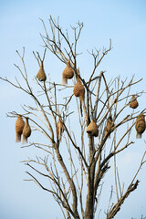 weaver bird nest