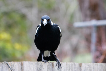 A Australia Magpie staring straight down the lens