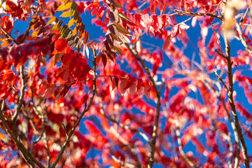 Beautiful, red, autumn leaves on the branches on a blue sky background.