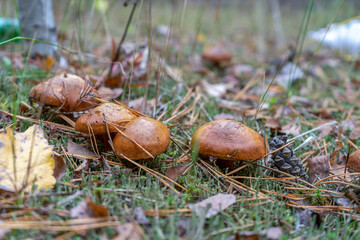 Butter mushrooms growing in autumn forest among leaves and grass. Suillus luteus or Slippery Jack edible mushrooms close up. Chalciporus Boletaceae