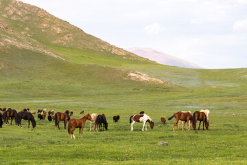 Fototapeta na wymiar Pferde in Kirgistan