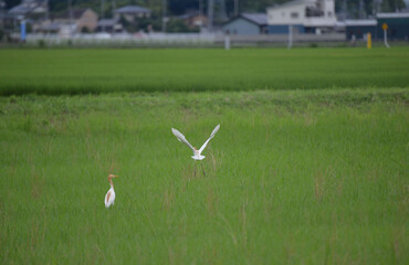 あまさぎ