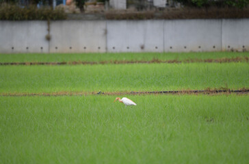 あまさぎ